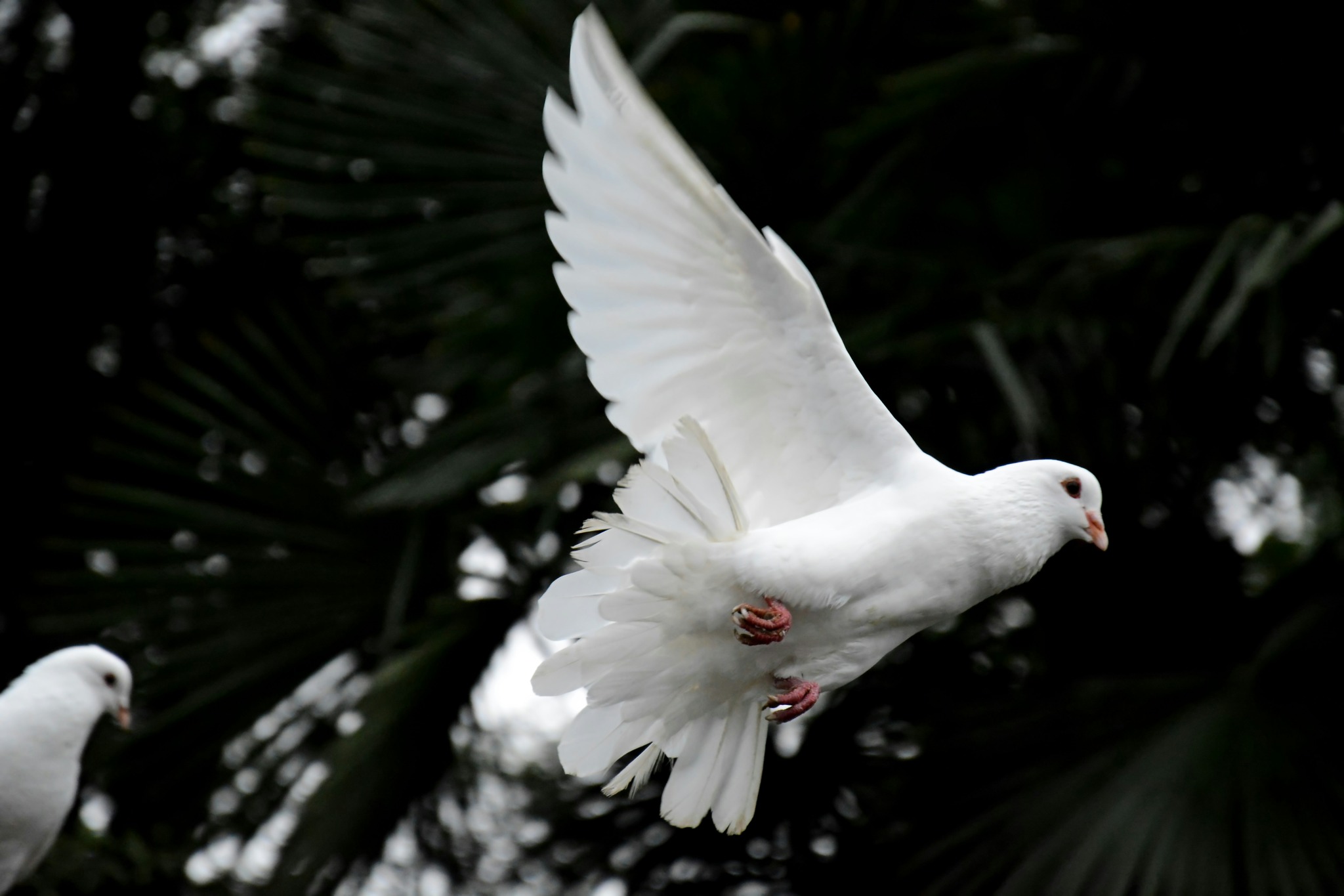 A very white dove taking flight, symbolizing hope, freedom, and the journey of healing in addiction recovery.